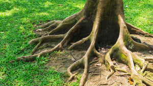 行銷已死，兇手就是忠誠度