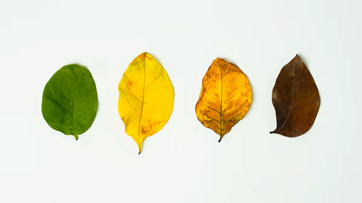 成長季還是過度季？不是總要加速，領導力也須靈活切換