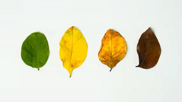 成長季還是過度季？不是總要加速，領導力也須靈活切換