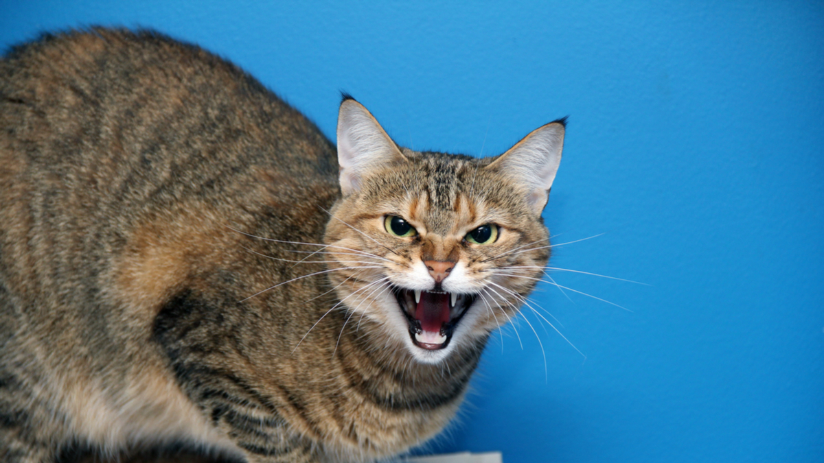 進入新市場的禁忌