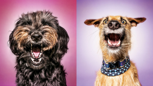 贏得成長的淨推薦指標