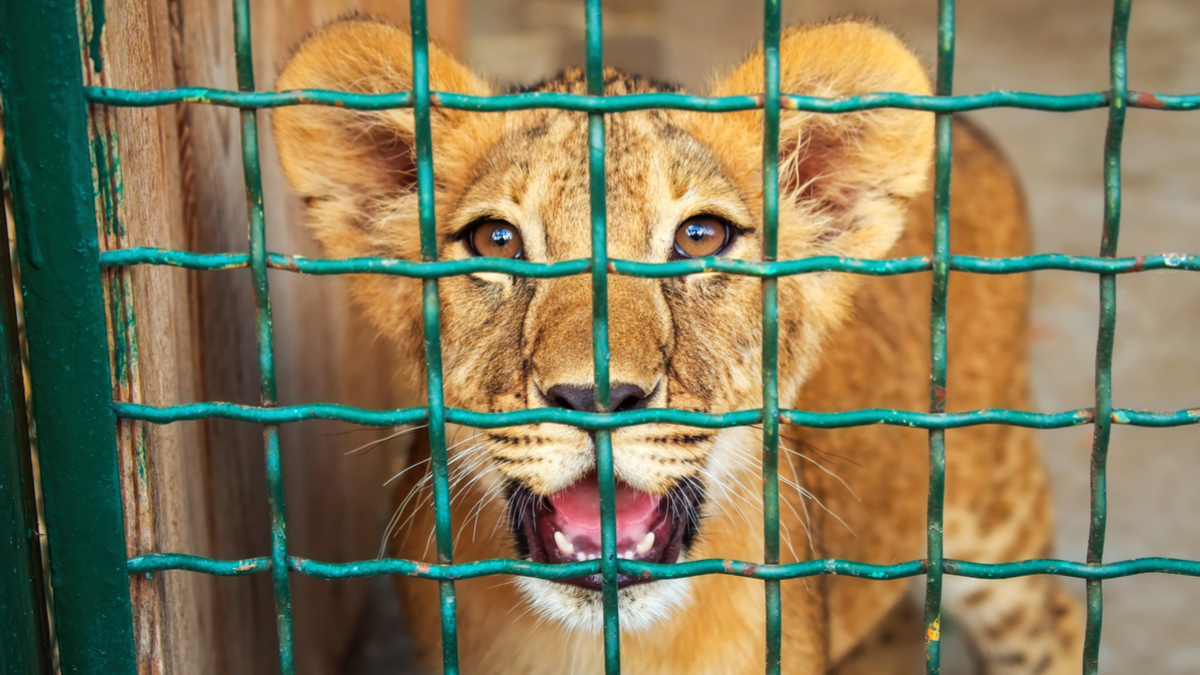 馴服最難以捉摸的野獸──創新