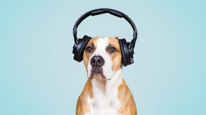 別讓「雜訊」毀了你的決斷！組織如何提升專業判斷的品質？