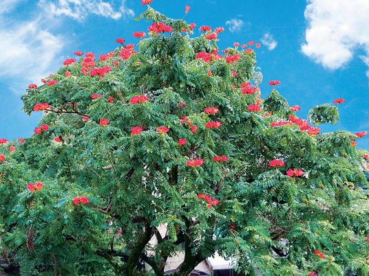 願生如火花,死如雪花:我生命中的最後一課 瓊瑤專訪_img_2