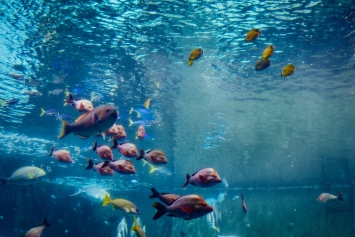 alan-wat-%e6%b2%96%e7%b9%a9%e7%be%8e%e9%ba%97%e6%b5%b7%e6%b0%b4%e6%97%8f%e9%a4%a8-21991928614