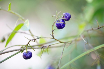 走回青春!一日可完成的北投小山旅行_img_3