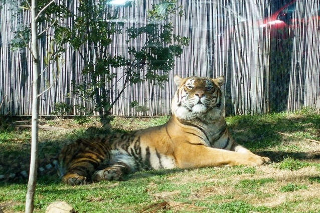 【梁旅珠專欄】和野生動物的超親密接觸,澳洲一日動物管理員之旅_img_2