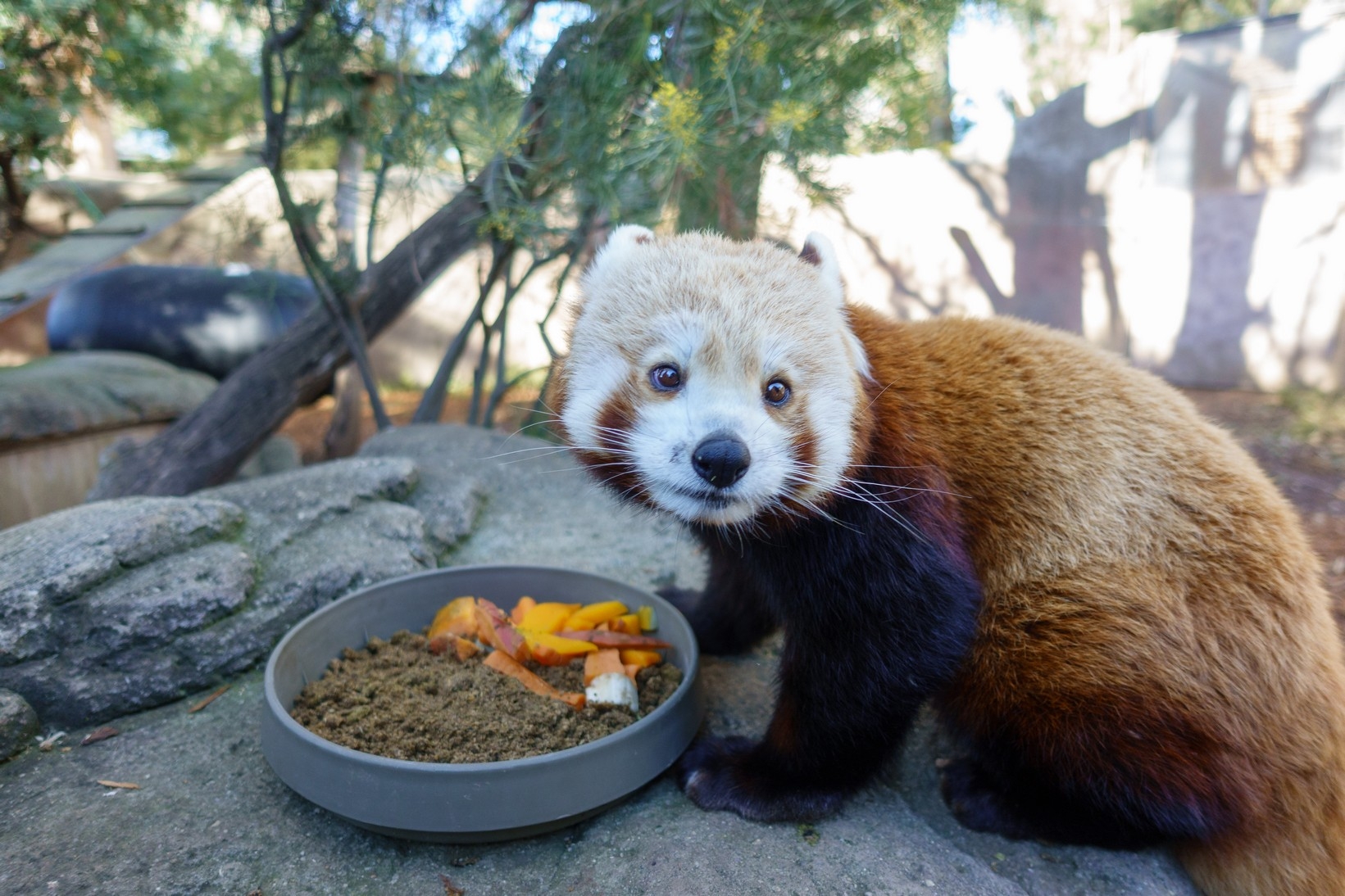 【梁旅珠專欄】和野生動物的超親密接觸,澳洲一日動物管理員之旅_img_5