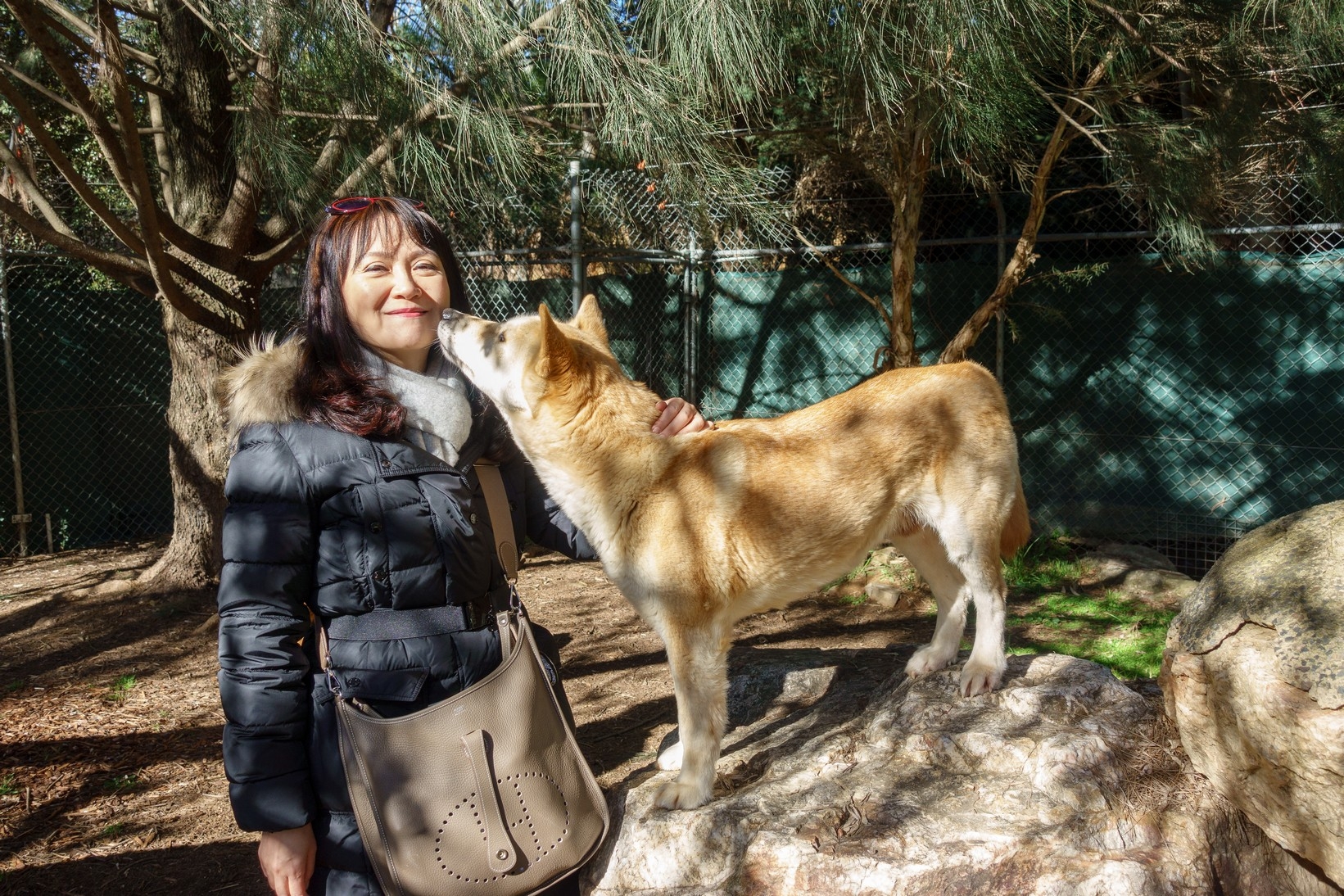 【梁旅珠專欄】和野生動物的超親密接觸,澳洲一日動物管理員之旅_img_6