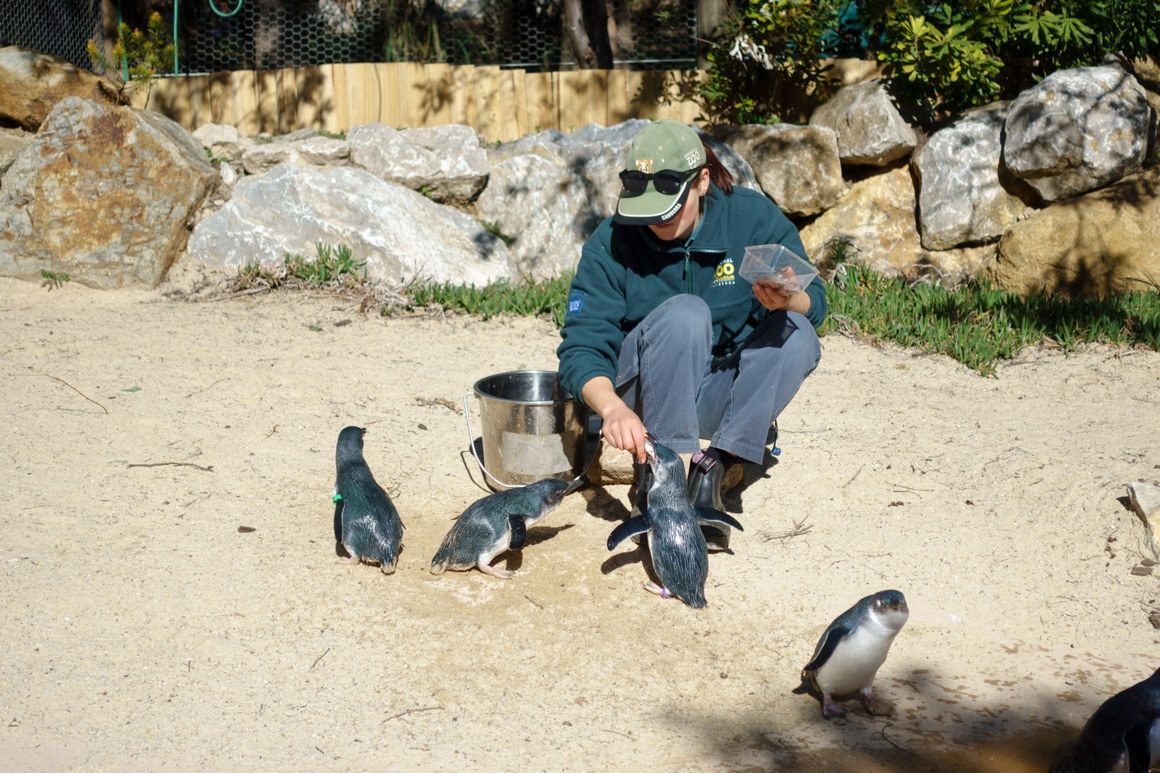 【梁旅珠專欄】和野生動物的超親密接觸,澳洲一日動物管理員之旅_img_8