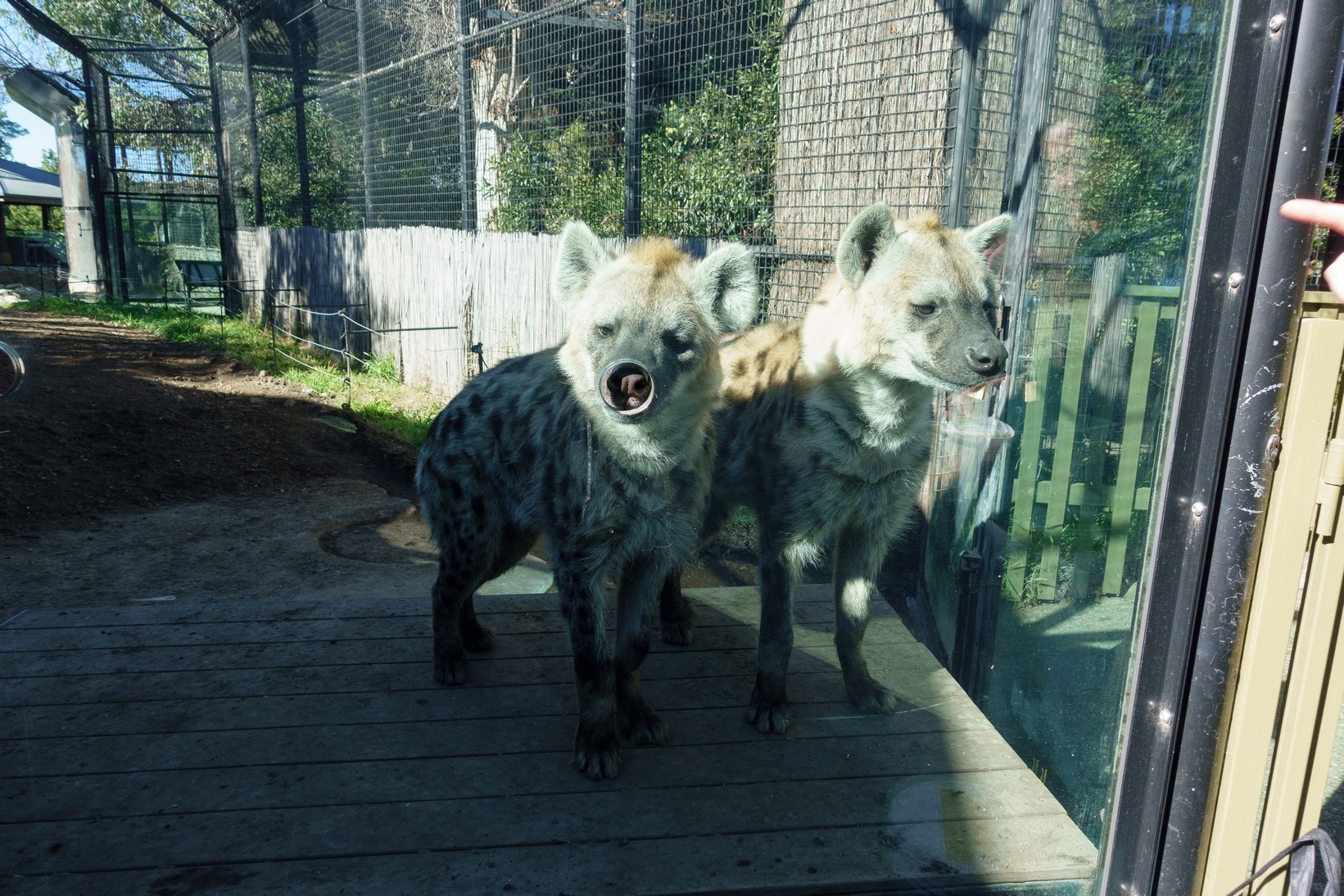 【梁旅珠專欄】和野生動物的超親密接觸,澳洲一日動物管理員之旅_img_10