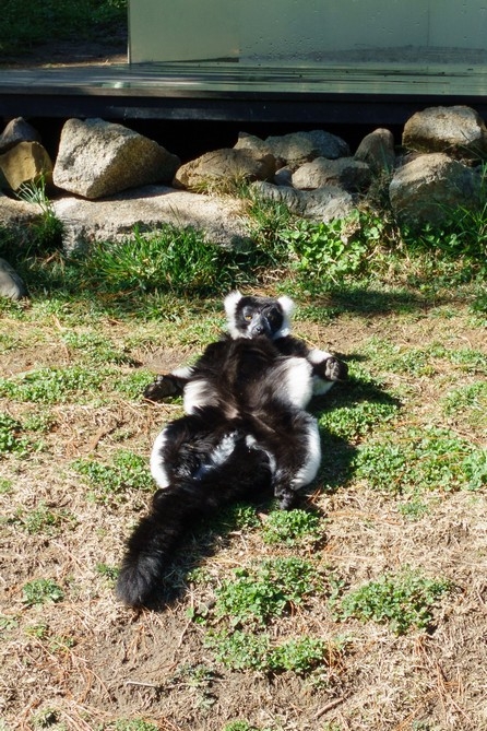 【梁旅珠專欄】和野生動物的超親密接觸,澳洲一日動物管理員之旅_img_12