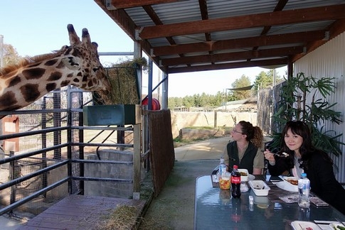 【梁旅珠專欄】和野生動物的超親密接觸,澳洲一日動物管理員之旅_img_16
