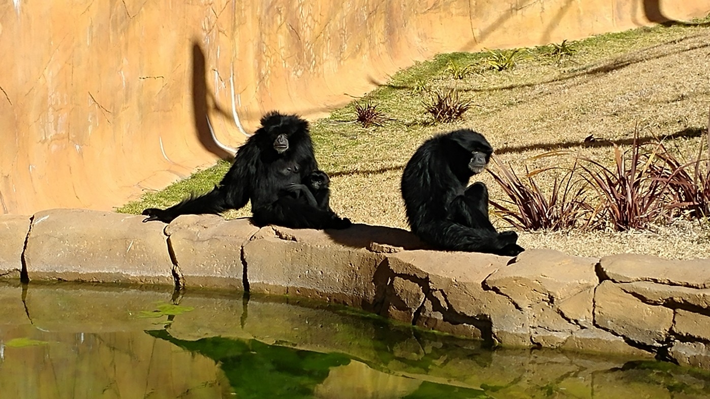【梁旅珠專欄】和野生動物的超親密接觸,澳洲一日動物管理員之旅_img_17