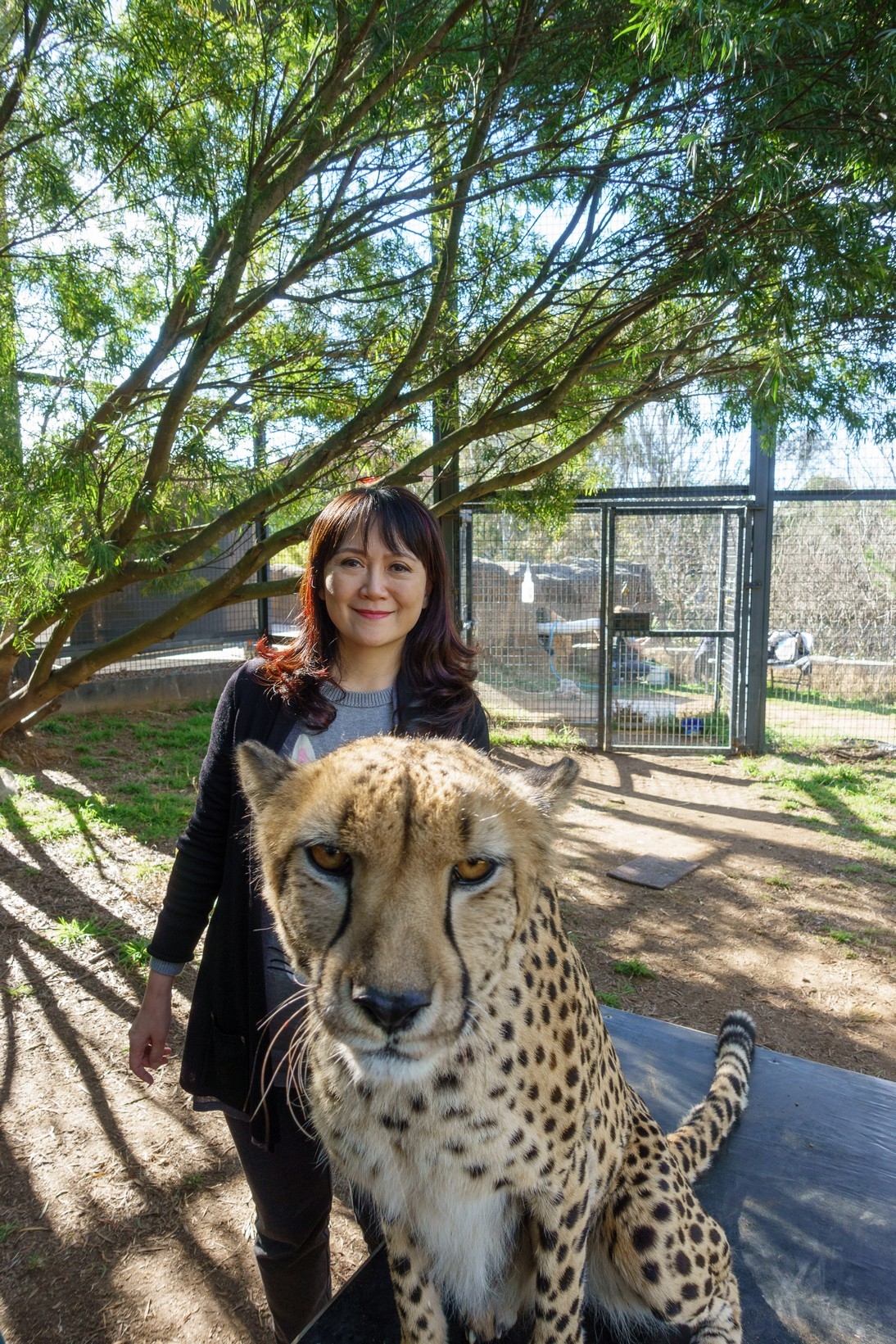 【梁旅珠專欄】和野生動物的超親密接觸,澳洲一日動物管理員之旅_img_20