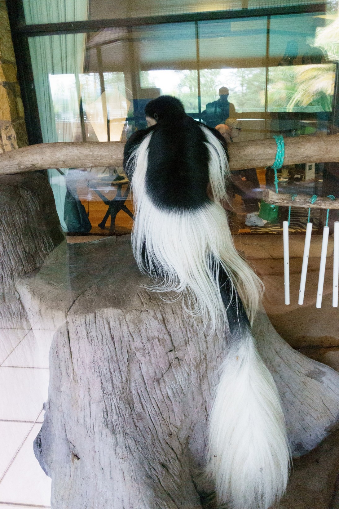 【梁旅珠專欄】和野生動物的超親密接觸,澳洲一日動物管理員之旅_img_22