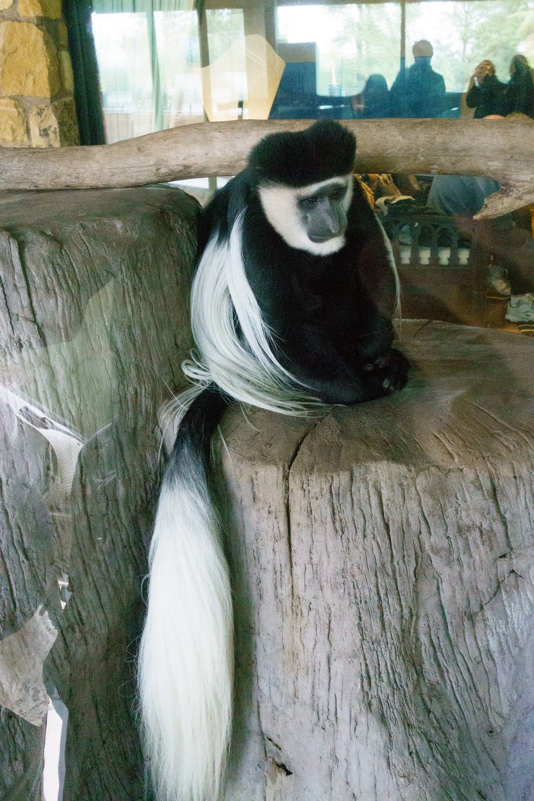 【梁旅珠專欄】和野生動物的超親密接觸,澳洲一日動物管理員之旅_img_23