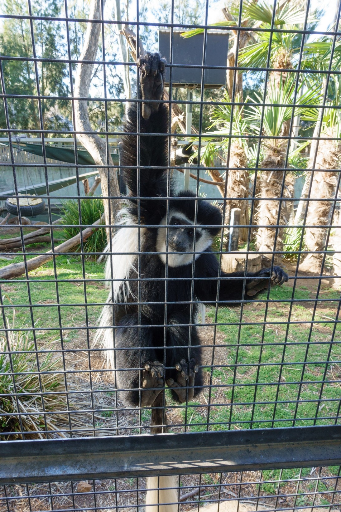 【梁旅珠專欄】和野生動物的超親密接觸,澳洲一日動物管理員之旅_img_24