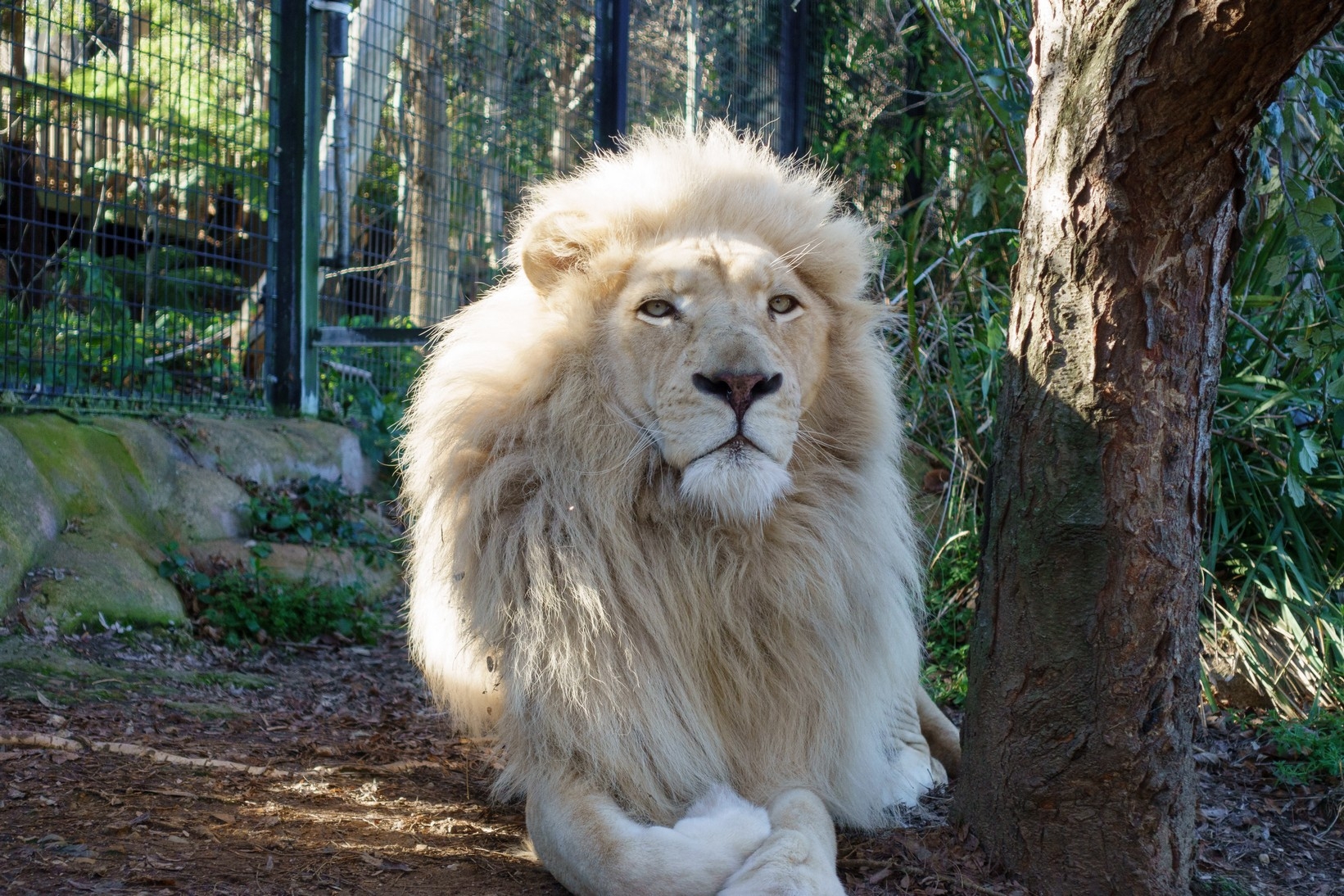 【梁旅珠專欄】和野生動物的超親密接觸,澳洲一日動物管理員之旅_img_25