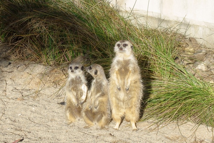 【梁旅珠專欄】和野生動物的超親密接觸,澳洲一日動物管理員之旅_img_26