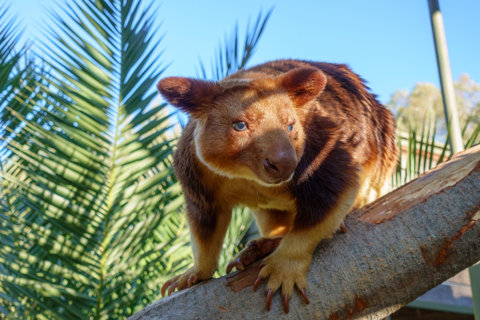 【梁旅珠專欄】和野生動物的超親密接觸,澳洲一日動物管理員之旅_img_28
