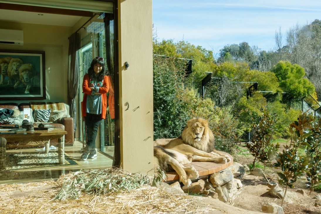 【梁旅珠專欄】和野生動物的超親密接觸,澳洲一日動物管理員之旅_img_30