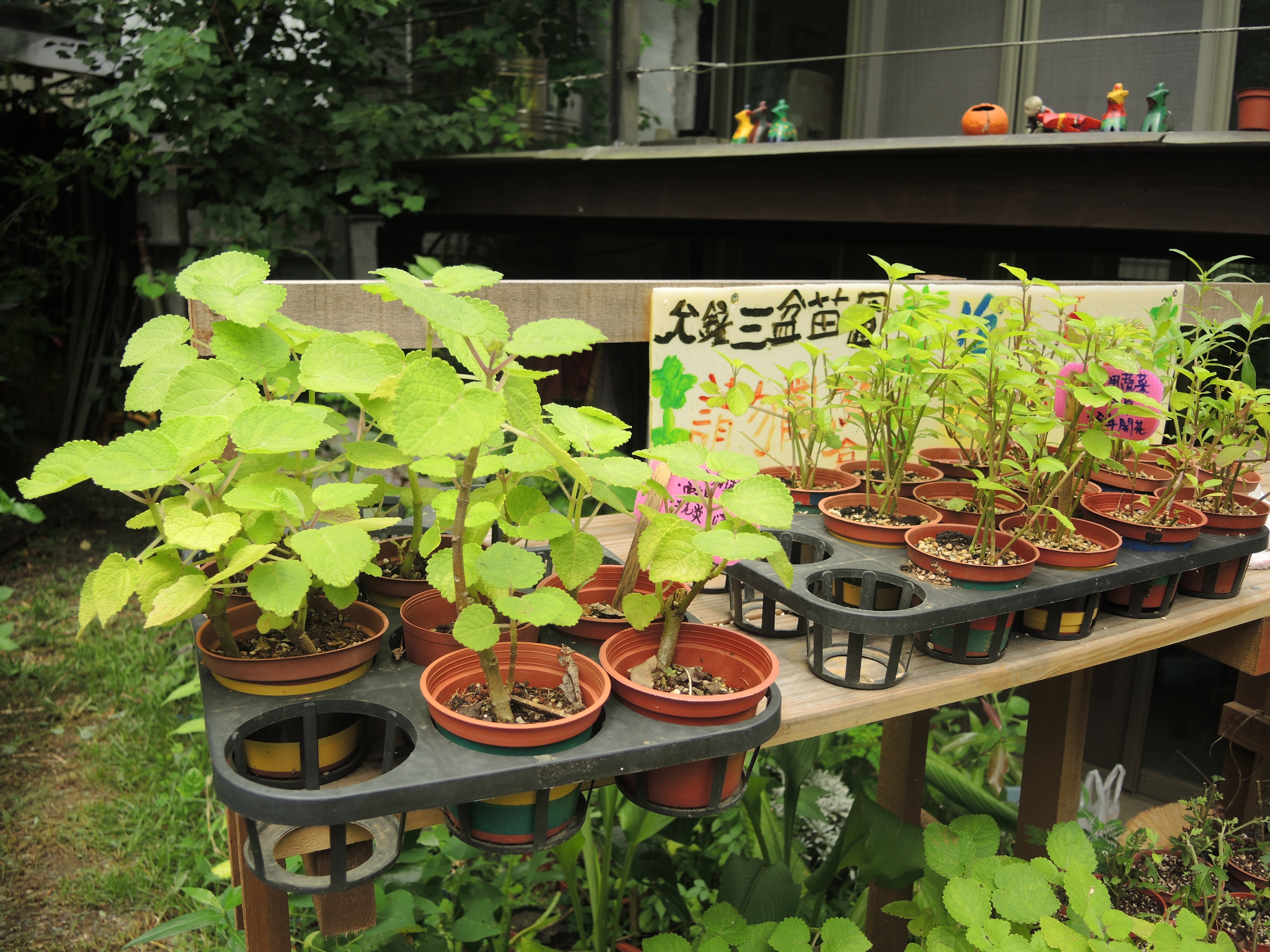 讓花草陪伴我們生活，50後療癒身心的園藝治療法_img_2