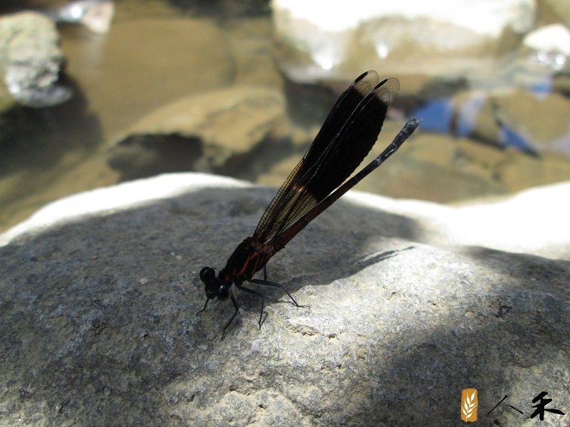 搭公車就能抵達，台北近郊自然小旅行路線_img_4