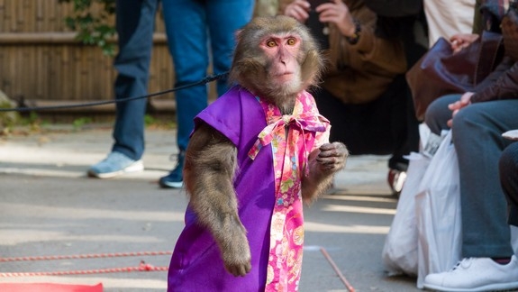 【梁旅珠專欄】看猴子泡溫泉好療癒！日本最紅的觀猴名所_img_1