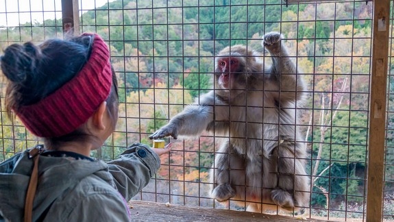 【梁旅珠專欄】看猴子泡溫泉好療癒！日本最紅的觀猴名所_img_4