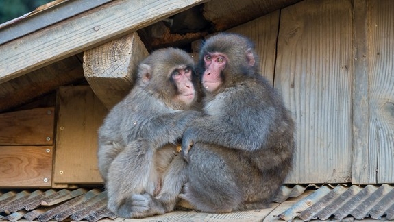 【梁旅珠專欄】看猴子泡溫泉好療癒！日本最紅的觀猴名所_img_5