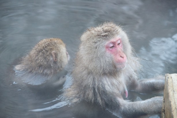 【梁旅珠專欄】看猴子泡溫泉好療癒！日本最紅的觀猴名所_img_7