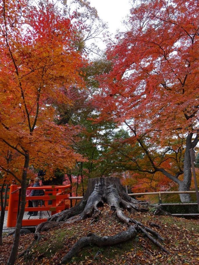 梁旅珠專欄 京都秋日散步不在旅遊導覽上的紅葉秘境 50 Fiftyplus 用新的方法創造自己的理想老後