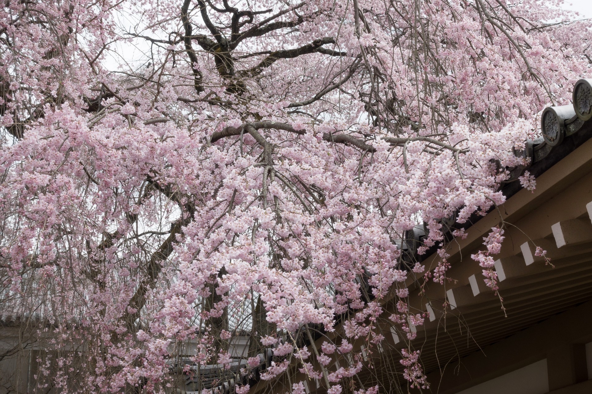 【梁旅珠專欄】彌生三月,避人潮的京都櫻花散步路線推薦_img_1