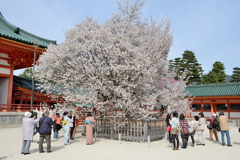 【梁旅珠專欄】彌生三月,避人潮的京都櫻花散步路線推薦_img_2