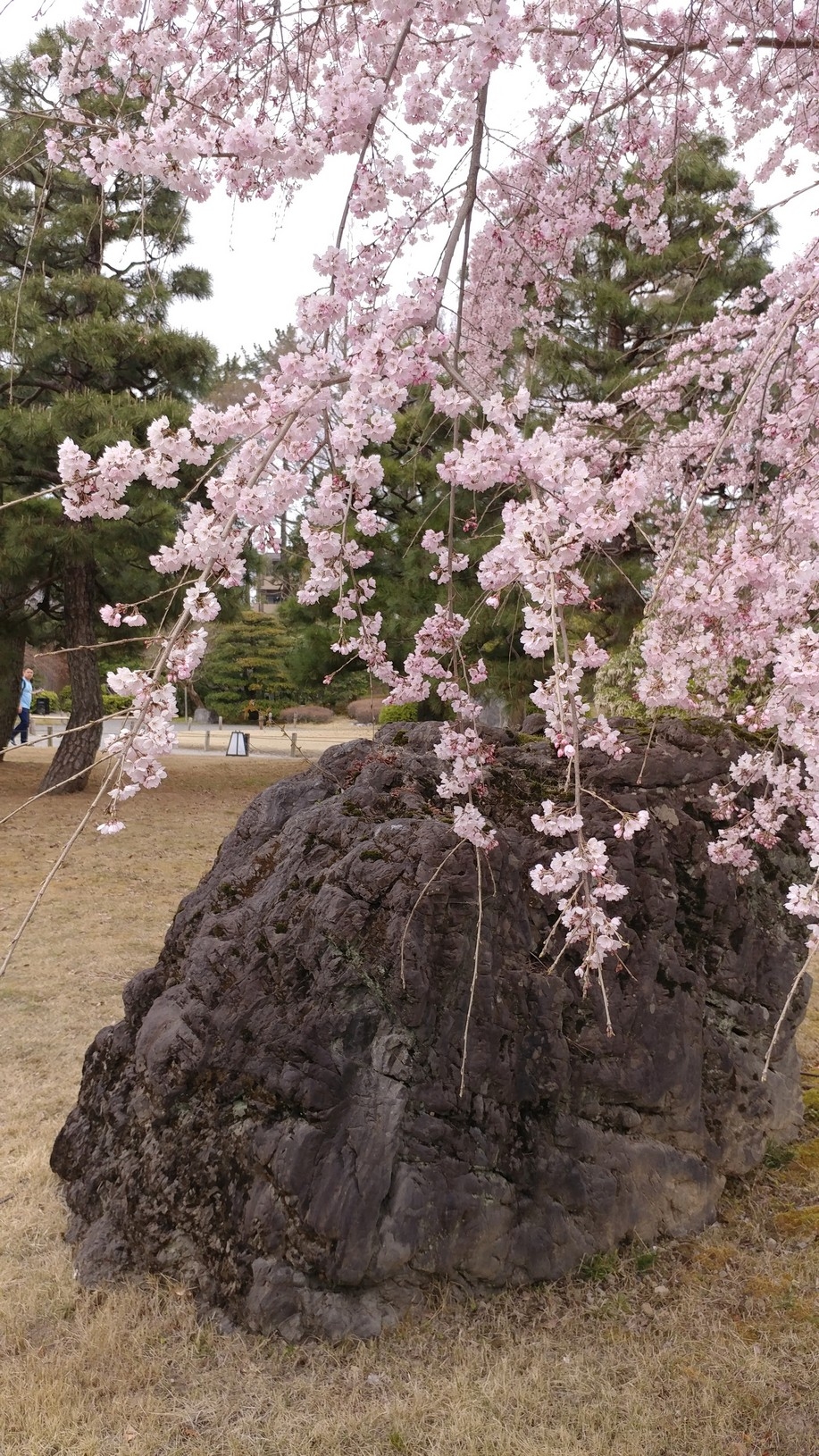 【梁旅珠專欄】彌生三月,避人潮的京都櫻花散步路線推薦_img_3