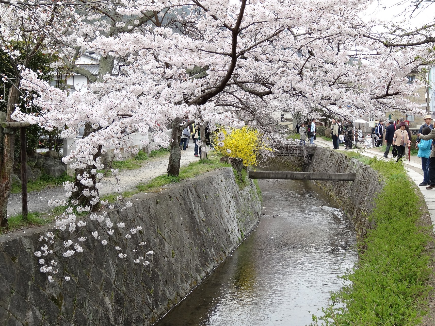 【梁旅珠專欄】彌生三月,避人潮的京都櫻花散步路線推薦_img_4