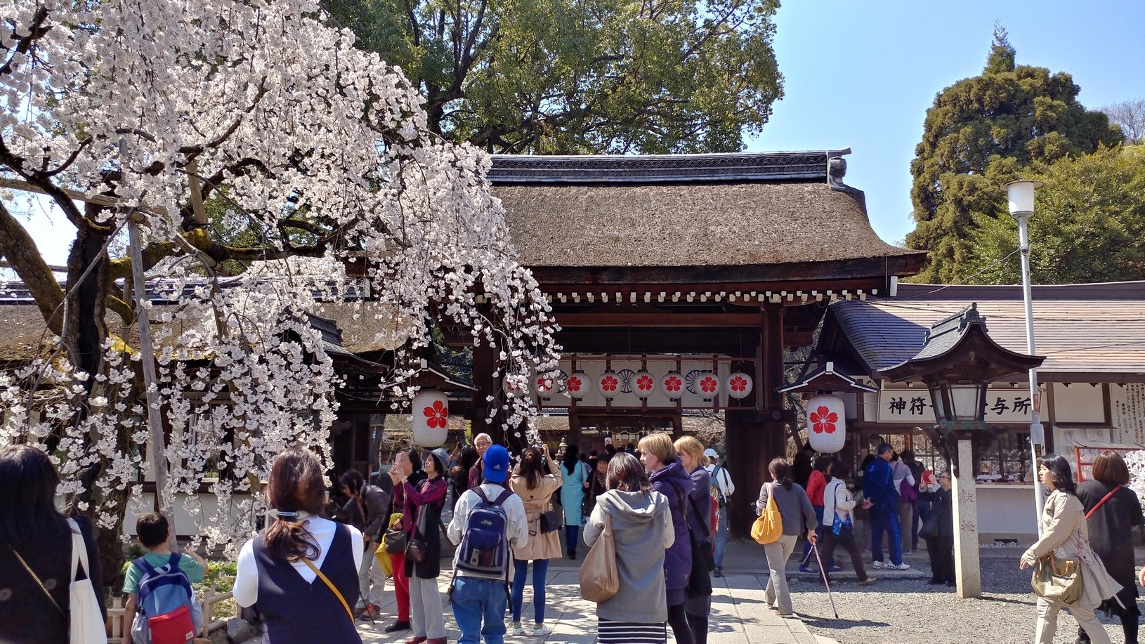 【梁旅珠專欄】彌生三月,避人潮的京都櫻花散步路線推薦_img_5