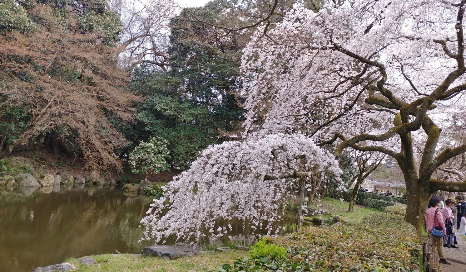 【梁旅珠專欄】彌生三月,避人潮的京都櫻花散步路線推薦_img_6
