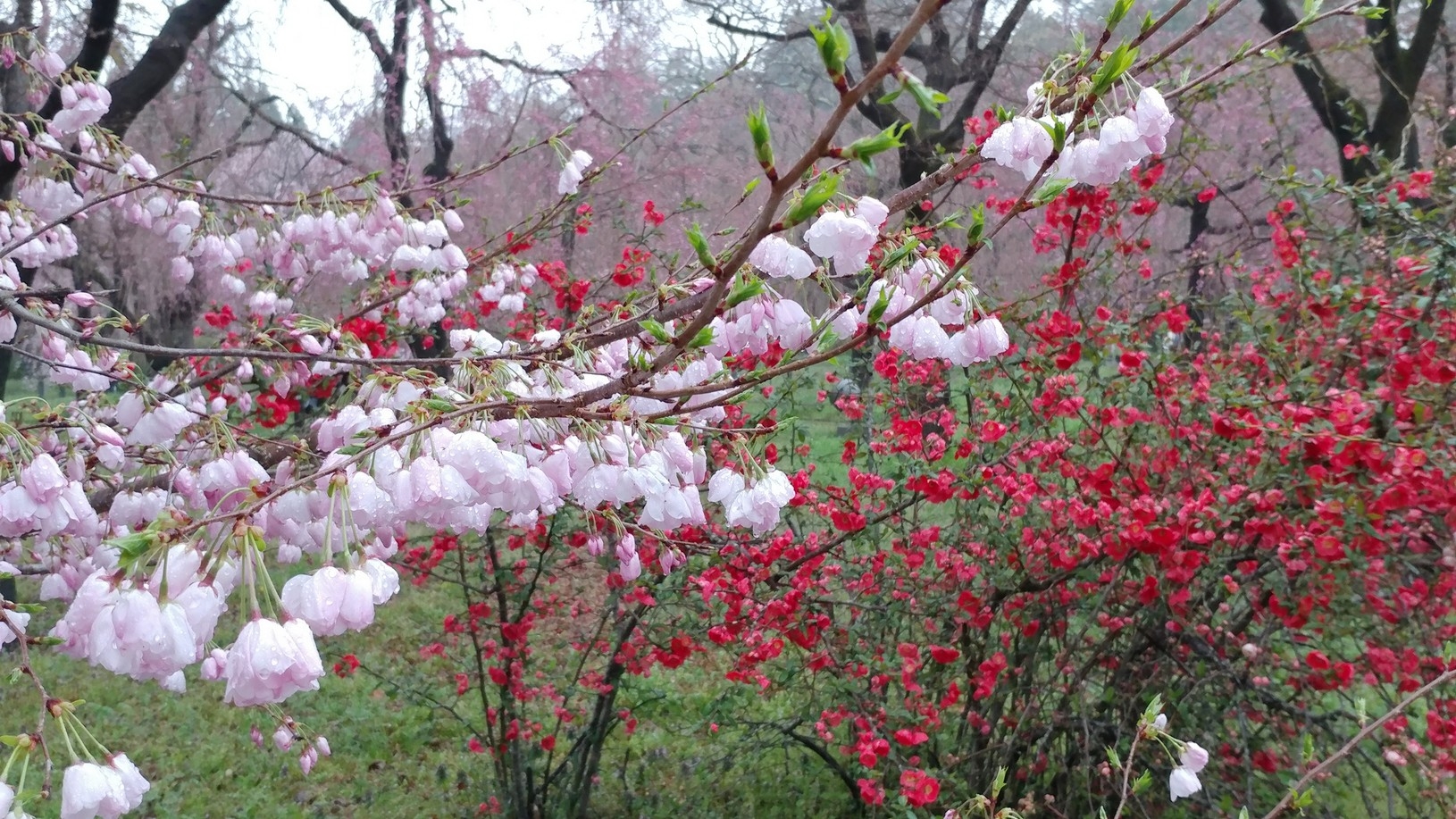 【梁旅珠專欄】彌生三月,避人潮的京都櫻花散步路線推薦_img_8