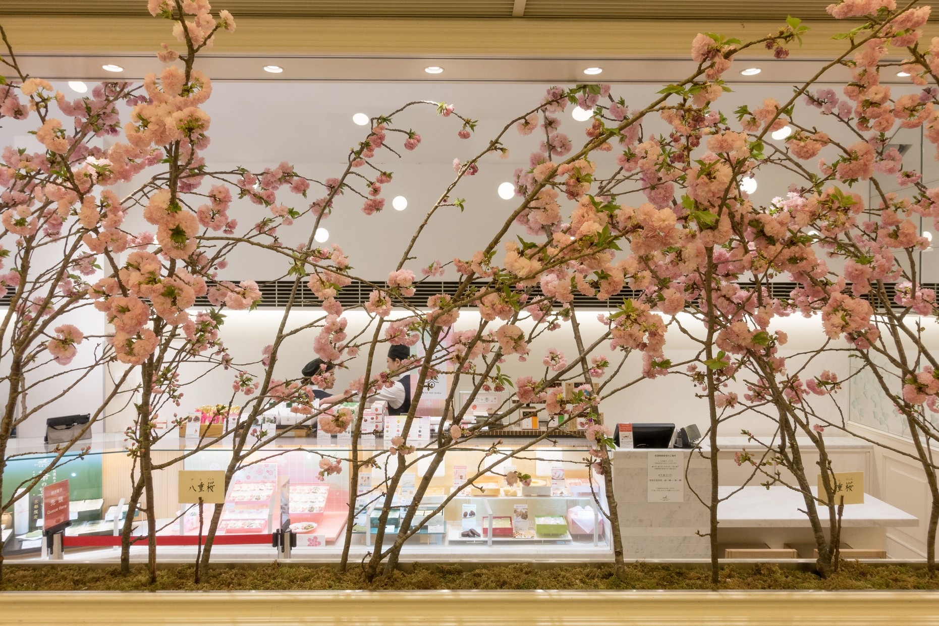 【梁旅珠專欄】彌生三月,避人潮的京都櫻花散步路線推薦_img_9