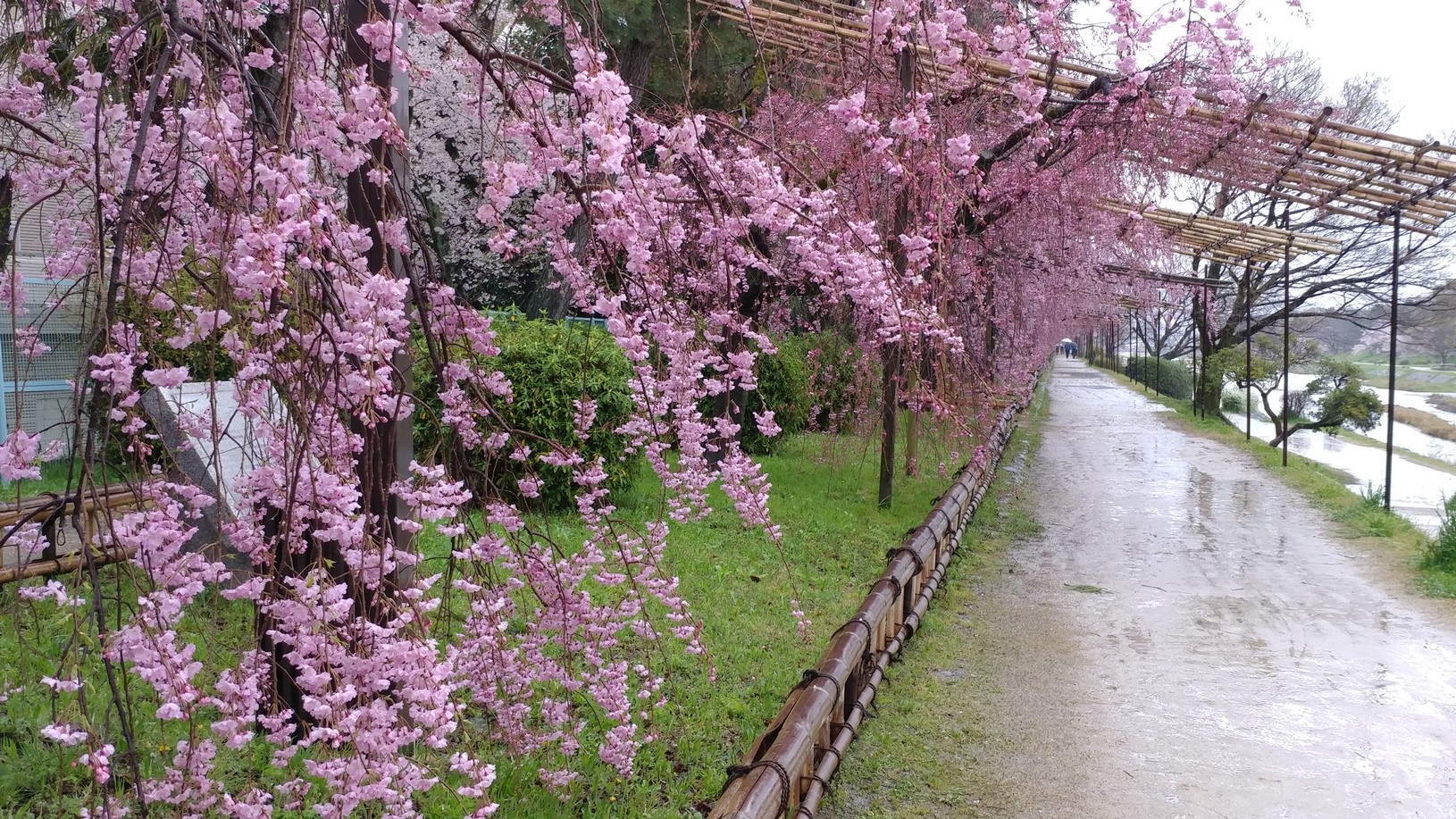【梁旅珠專欄】彌生三月,避人潮的京都櫻花散步路線推薦_img_10
