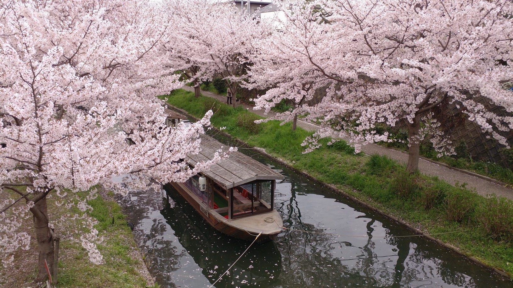 【梁旅珠專欄】彌生三月,避人潮的京都櫻花散步路線推薦_img_12
