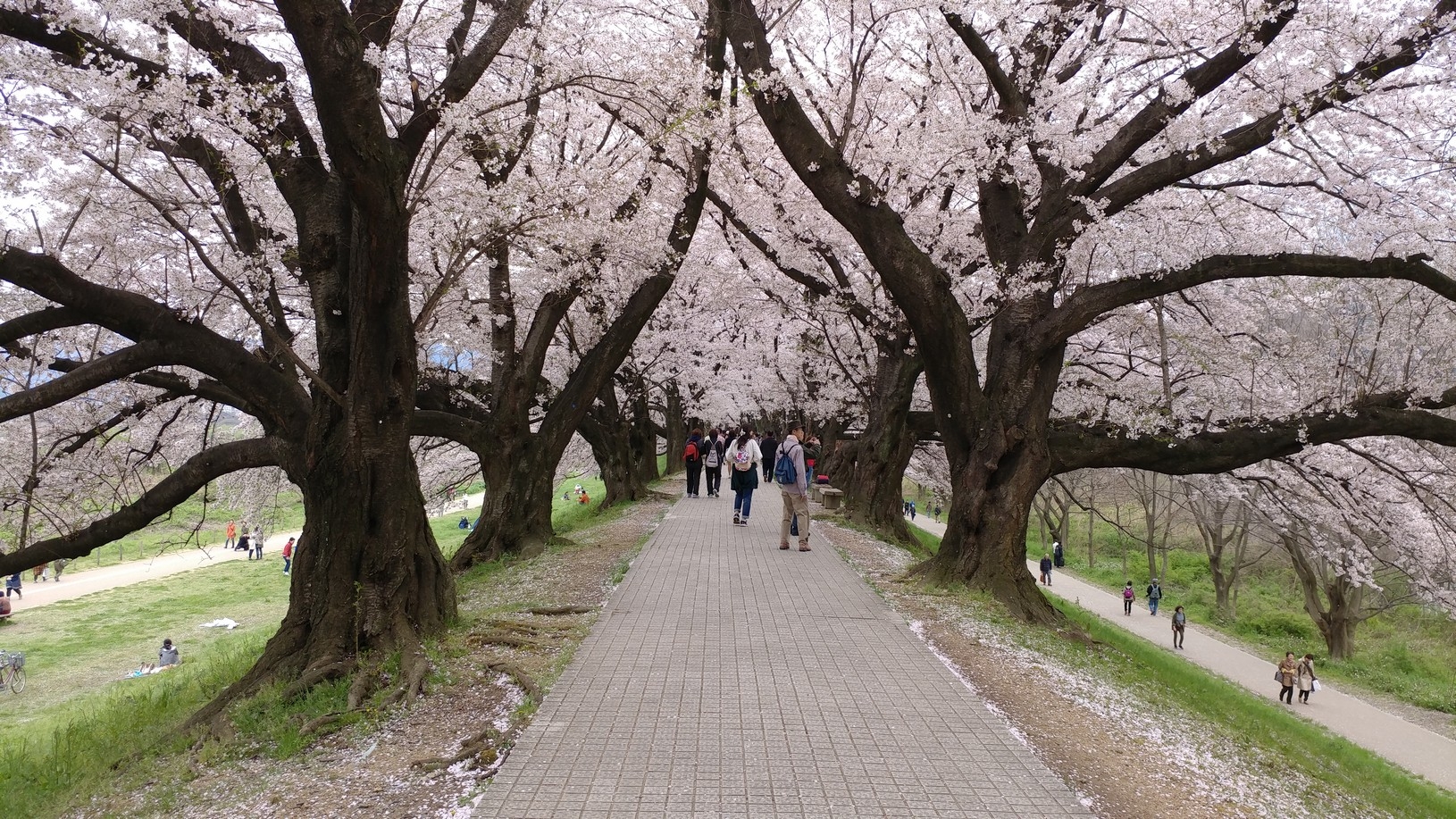 【梁旅珠專欄】彌生三月,避人潮的京都櫻花散步路線推薦_img_14