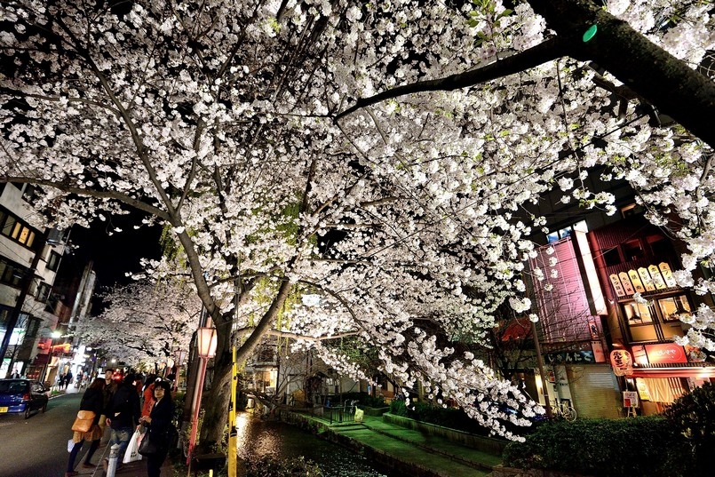 【梁旅珠專欄】彌生三月,避人潮的京都櫻花散步路線推薦_img_15