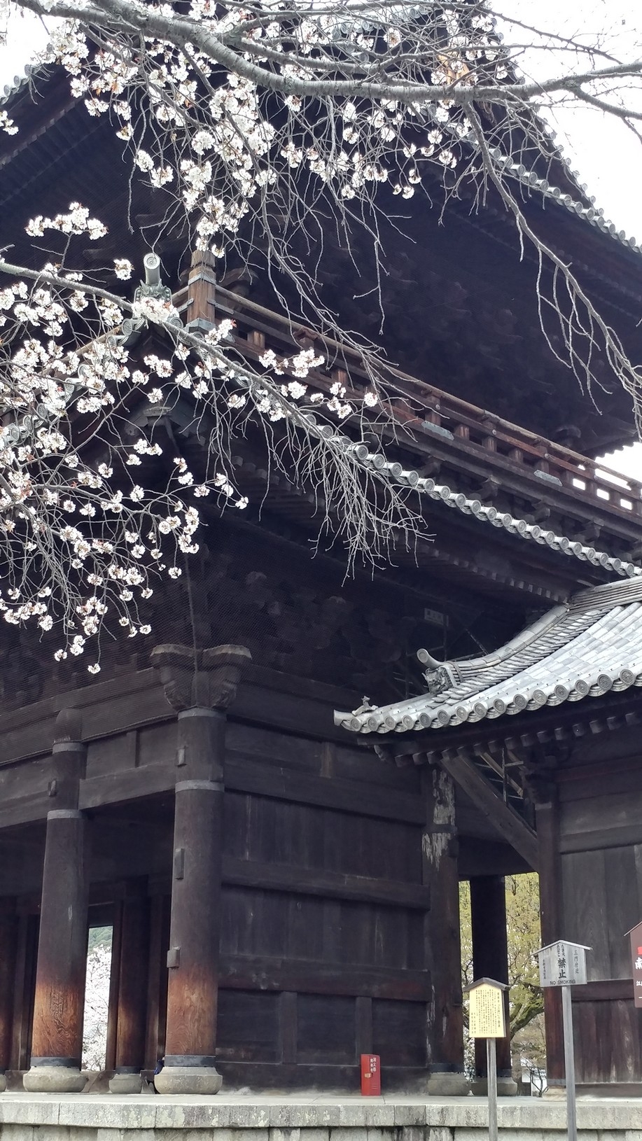 【梁旅珠專欄】彌生三月,避人潮的京都櫻花散步路線推薦_img_17