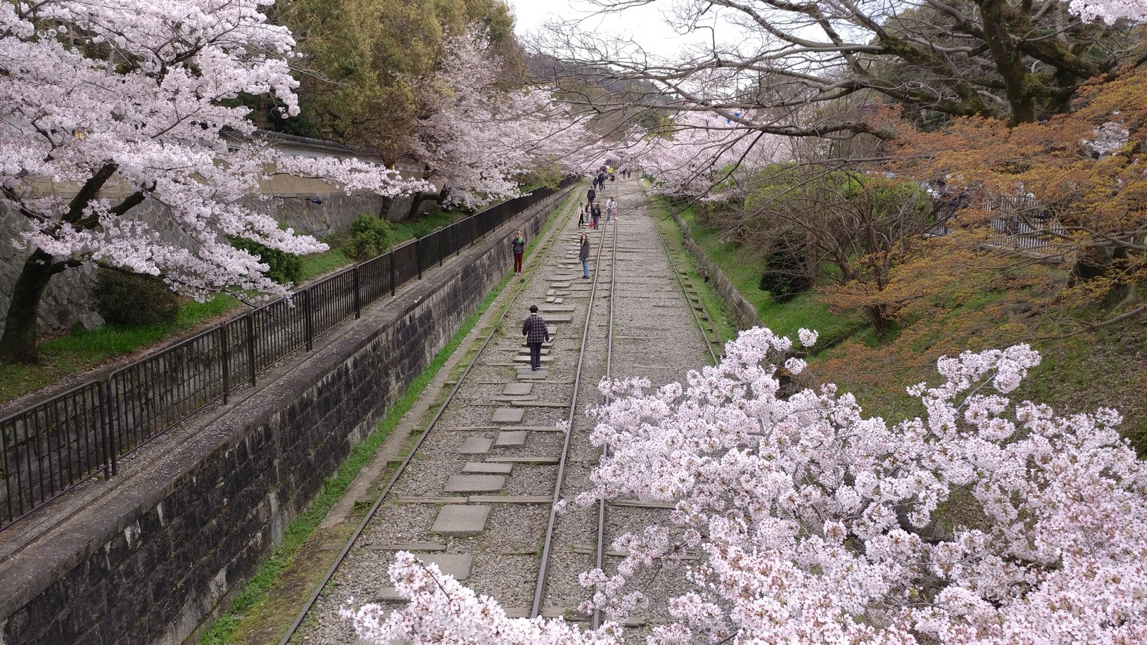 【梁旅珠專欄】彌生三月,避人潮的京都櫻花散步路線推薦_img_18