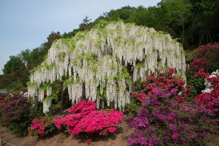 【梁旅珠專欄】靈氣之美的日本賞藤指南:足利花卉公園_img_1