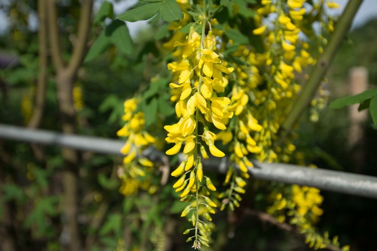 【梁旅珠專欄】靈氣之美的日本賞藤指南:足利花卉公園_img_2