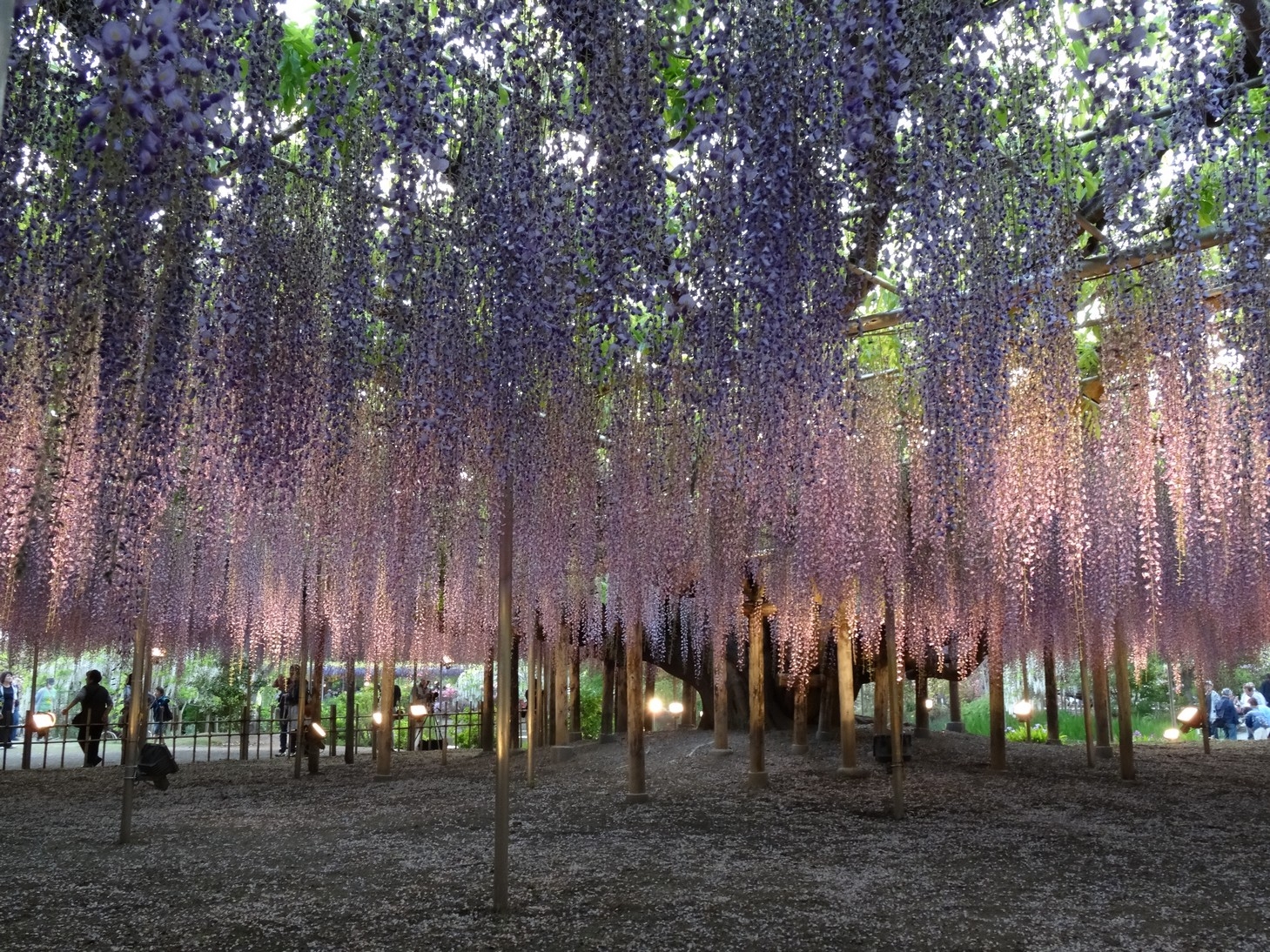 【梁旅珠專欄】靈氣之美的日本賞藤指南:足利花卉公園_img_3